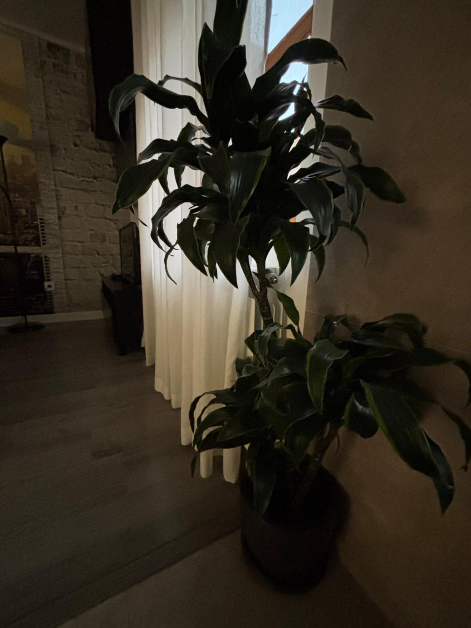 Apartamento Paula Valladolid Buitenkant foto